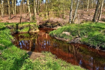 Steinbeck im Auenwald (LRT 91E0). Am Hang feuchter Eichen- und Hainbuchen-Mischwald (LRT 9160).