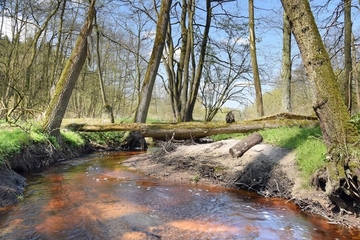 Strukturreichtum an der Steinbeck