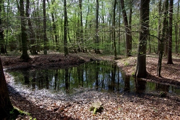 Waldtümpel im Eichen-Hainbuchenwald (LRT 9160)