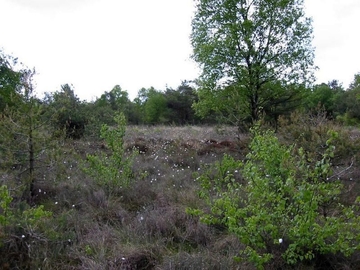 LRT 7120 - Renaturierungsfähiges, degradiertes Hochmoor