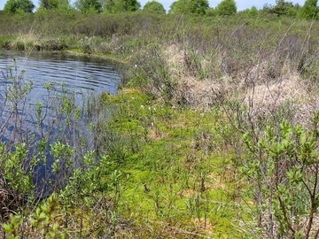 LRT 7140 - Übergangs- und Schwingrasenmoor mit Gagelstrauch (Myrica gale) im Verlandungsbereich des Huvenhoopssee