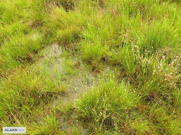 LRT 7150 - Torfmoor-Schlenken mit Schnabelried-Gesellschaften, hier Weißes Schnabelried (Rhynchospora alba)