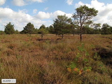 LRT 7120 - Renaturierungsfähiges, degradiertes Hochmoor