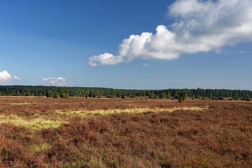 LRT 4030 - Trockene Heide mit prägender Besenheide (Calluna vulgaris)