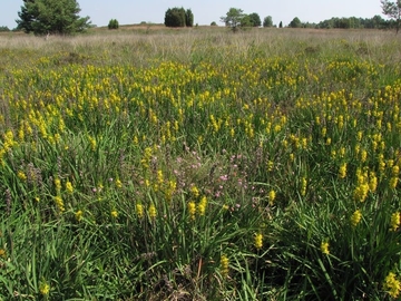 LRT 4010 - Feuchte Heiden mit Glockenheide mit Moorlilien (Narthecium ossifragum)