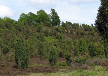 LRT 5130 - Wacholderbestände auf Zwergstrauchheiden oder Kalkrasen