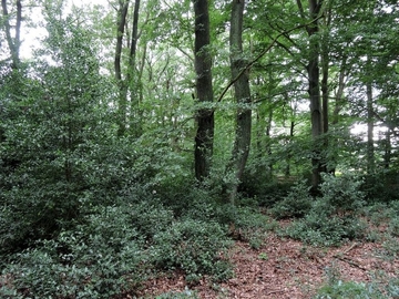 LRT 9120 - Atlantische bodensaure Buchen-Eichenwälder mit Stechpalme (Ilex aquifolium)
