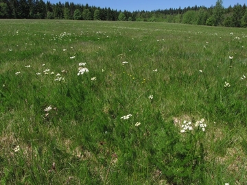 LRT 6230 - Artenreicher Borstgrasrasen in montaner Ausprägung mit Bärwurz (Meum athamanticum)