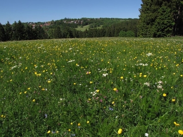 LRT 6520 - Berg-Mähwiese auf dem Lampertsberg