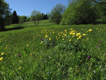 Nasswiese mit der stark gefährdeten Trollblume (Trollius europaeus)