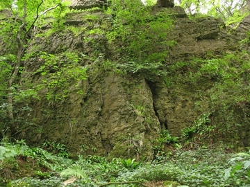 LRT 8210 - Kalkfelsen mit Felsspaltenvegetation