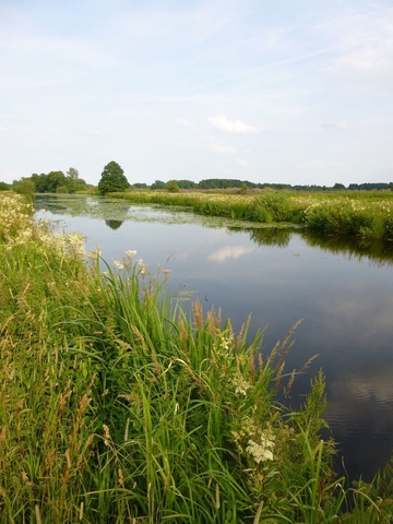 Mäßig ausgebauter Fluss mit organischem Substrat