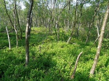 LRT 91D0 - Moorwald