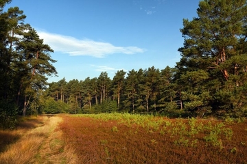 LRT 4030 - Trockene Heide mit jungem Kiefernaufwuchs