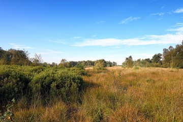 Gagelgebüsch (Myrica gale) und nährstoffarmes Binsenried