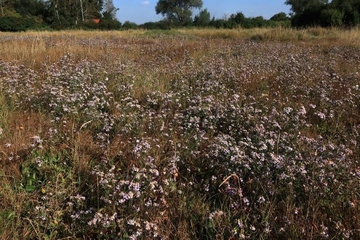 LRT 1340 - Salzwiese im Binnenland mit Strand-Aster (Tripolium pannonicum ssp. tripolium)