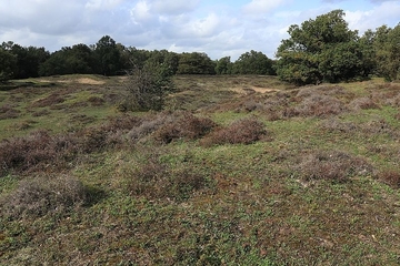 LRT 2310 - Sandheiden mit Besenheide und Ginster auf Binnendünen im Borkener Paradies