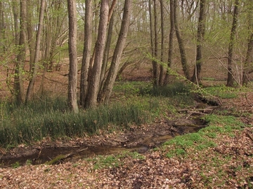 Erlen-Quellwald mit Winter-Schachtelhalm (Equisetum hyemale) - LRT 91E0 - Auenwälder mit Erle, Esche, Weide