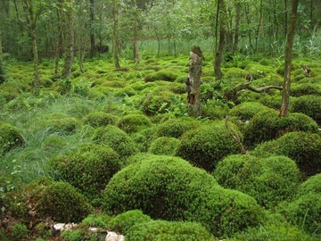 LRT 91D0 - Moorwald mit Sphagnum und Gemeinem Frauenhaarmoos (Polytrichum commune)