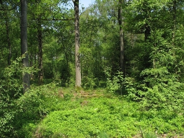 LRT 9190 - Alte bodensaure Eichenwälder auf Sandböden mit Stieleiche