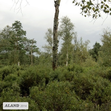 Gagelgebüsch (Myrica gale)