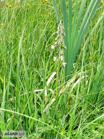 LRT 7230 - Kalkreiches Niedermoor an der Retlake mit Sumpf-Stendelwurz (Epipactis palustris)