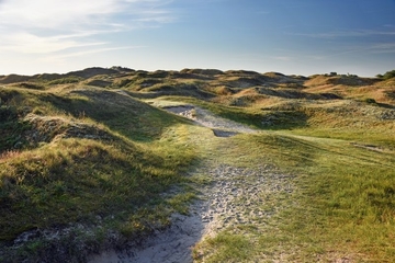 LRT 2130 - Graudünen mit krautiger Vegetation auf Baltrum