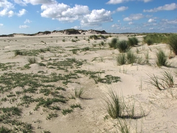 Primärdüne (LRT 2110) und Weißdüne mit Strandhafer (LRT 2120) am Nordstrand von Norderney (NW-Rand der Ostplate)