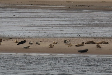 Seehunde im vegetationsfreiem Schlick-, Sand- und Mischwatt (LRT 1140) bei Norderney