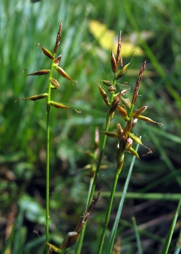 Floh-Segge (Carex pulicaris)