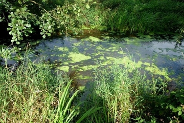 LRT 3260 - Wieste als Fließgewässer mit flutender Wasservegetation