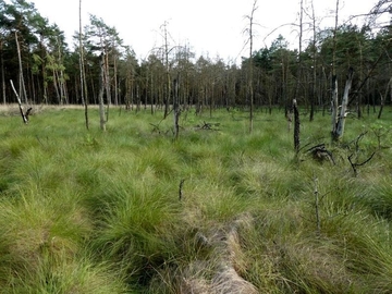 LRT 7120 - Renaturierungsfähiges, degradiertes Hochmoor