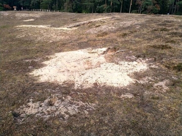 LRT 2330 - Offene Grasflächen mit Silbergras und Straußgras auf Binnendünen