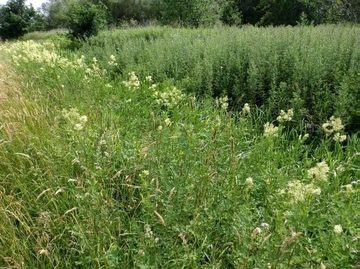 LRT 6430 - Feuchte Hochstaudenflur an Graben mit Gelber Wiesenraute (Thalictrum flavum)