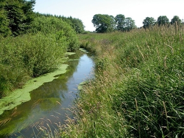 LRT 3260 - Marka als Fließgewässer mit flutender Wasservegetation