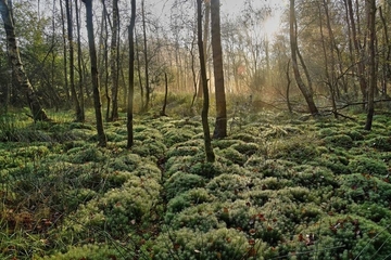 LRT 91D0 - Moorwald im Markatal