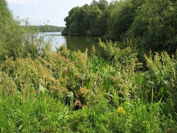 Röhricht aus Fluss-Ampfer (Rumex hydrolapathum) am Westufer der Thülfsfelder Talsperre