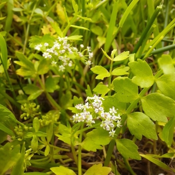 Kriechender Sellerie (Helosciadium [Apium] repens) - eine streng geschützte Art (Anhang II und IV der FFH-Richtlinie)