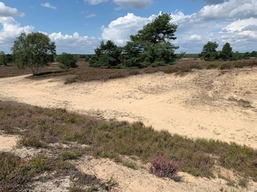 An steileren Dünenflanken - LRT 2330 - Offene Grasflächen mit Silbergras und Straußgras auf Binnendünen