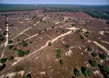 Nemitzer Heide - Großflächiger Binnendünen-Calluna-Heide-Komplex