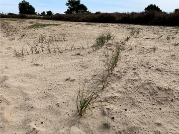 LRT 2330 - Offene Grasflächen mit Silbergras und Straußgras auf Binnendünen mit Sand-Segge (Carex arenaria)