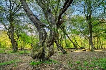 Alte Hainbuche (Carpinus betulus) mit Spuren früherer Waldnutzung