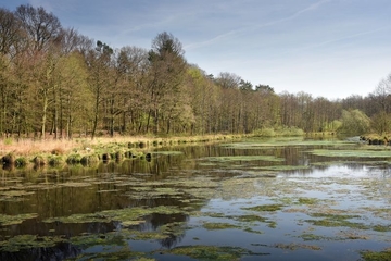 Aufgestaute Twillbäke an der Bullmühle