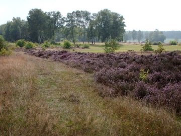 LRT 4030 - Trockene Heide im Bereich "Große Höhe"