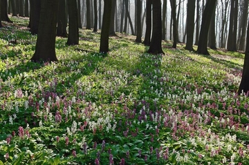 LRT 9130 - Waldmeister-Buchenwald mit Hohlem Lerchensporn (Corydalis cava)