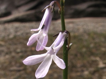 Wasser-Lobelie (Lobelia dortmanna)