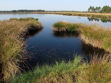 Durch Wiedervernässung entstandener See im Rehburger Moor - LRT 3160 - Dystrophes Stillgewässer