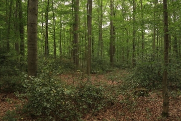 LRT 9120 - Atlantische bodensaure Buchen-Eichenwälder mit Stechpalme (Ilex aquifolium)