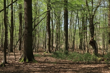 LRT 9160 - Feuchter Eichen- und Hainbuchen-Mischwald in artenarmer Ausprägung