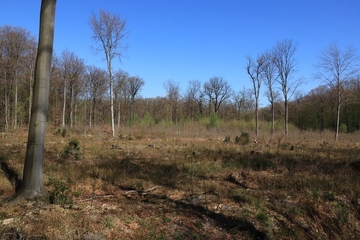 Kahlschlag im Schaumburger Wald